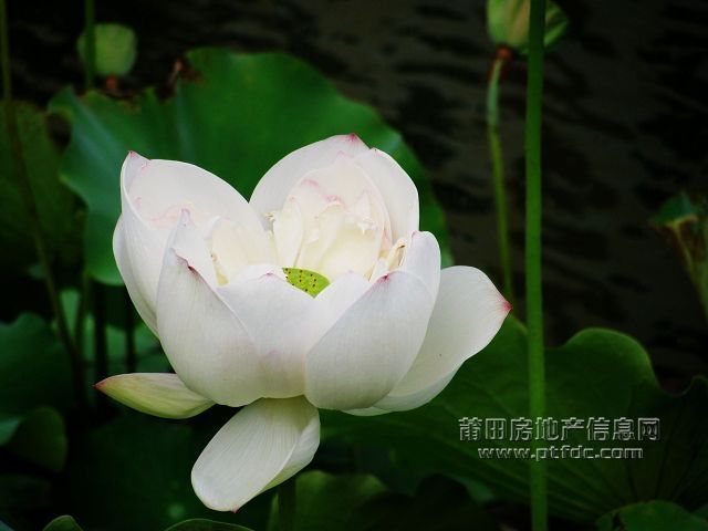 荷韵 (24).jpg