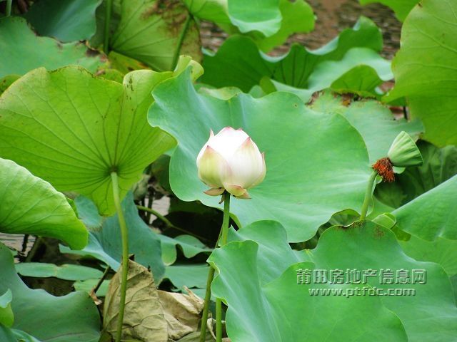 荷韵 (1).jpg
