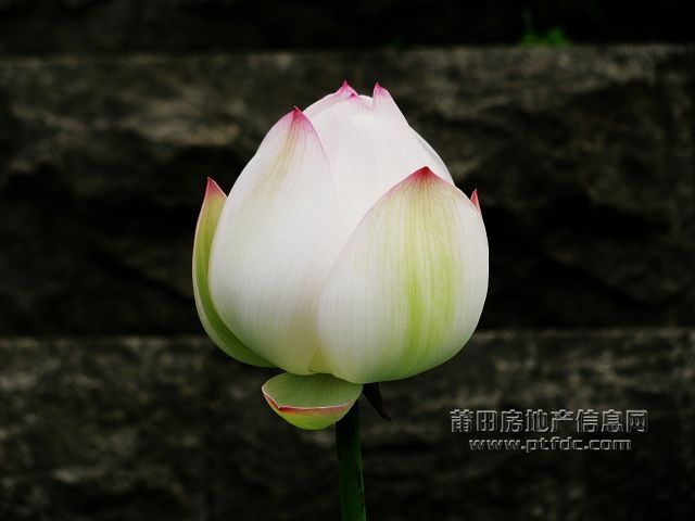 荷韵 (12).jpg