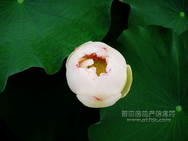 荷韵 (14).jpg