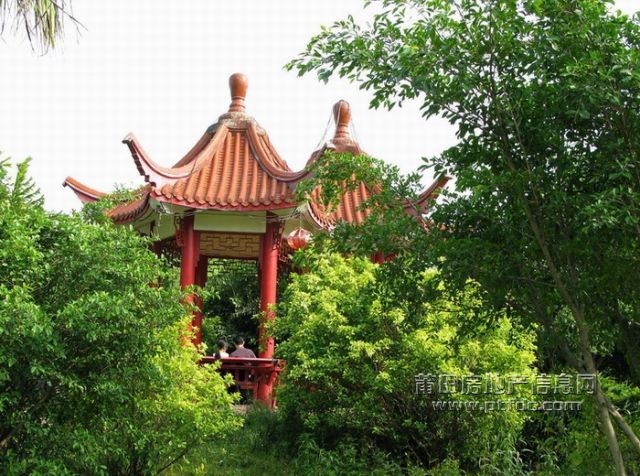 荔枝、 (8).jpg