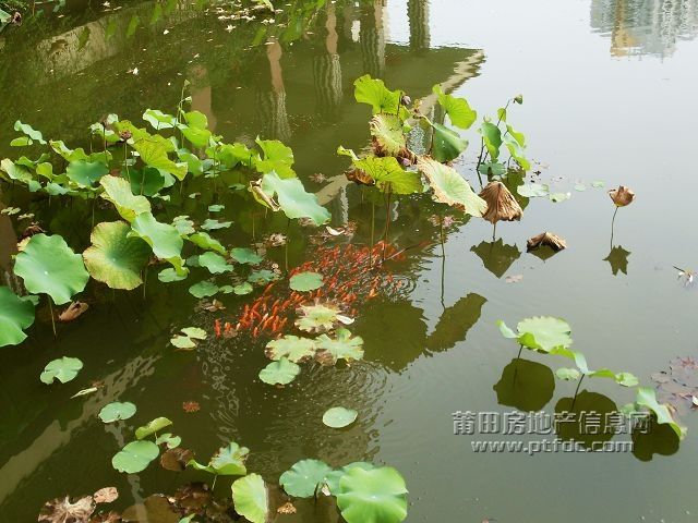 鱼戏33.jpg