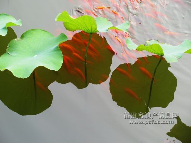 鱼戏19.jpg