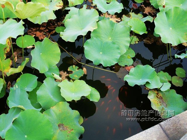 鱼戏34.jpg