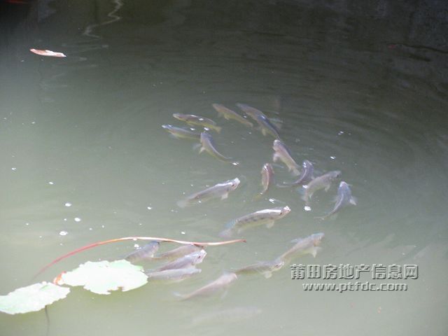鱼戏23.jpg