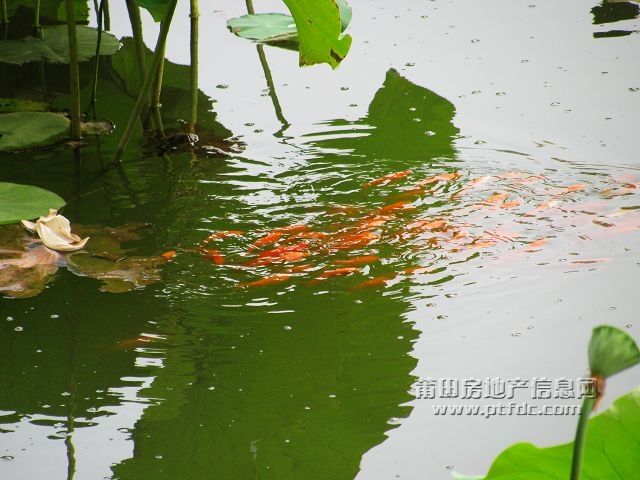 鱼戏13.jpg