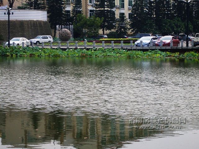 鱼戏40.jpg