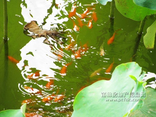 鱼戏16.jpg