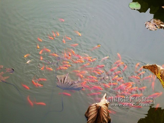 鱼戏35.jpg
