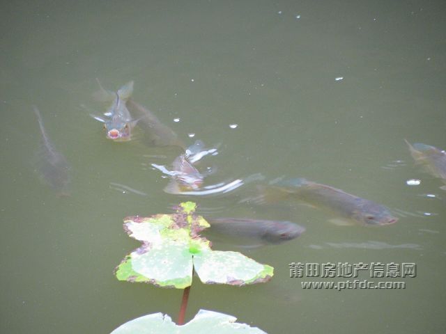 鱼戏25.jpg