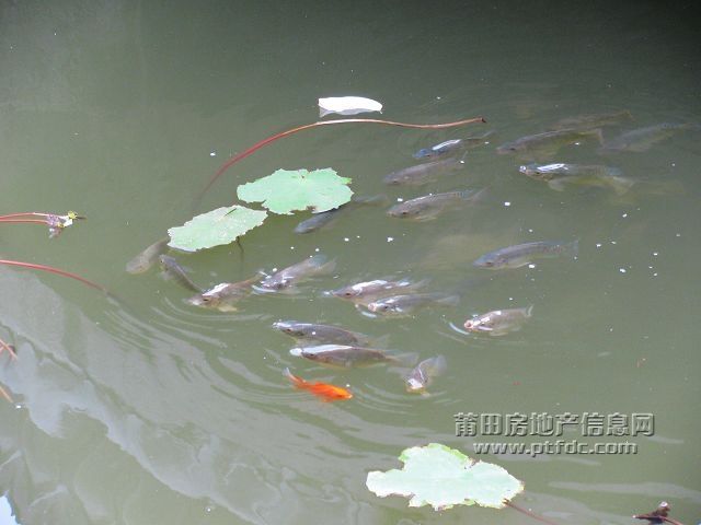 鱼戏28.jpg