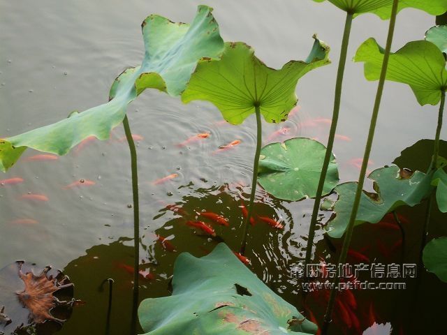 鱼戏31.jpg