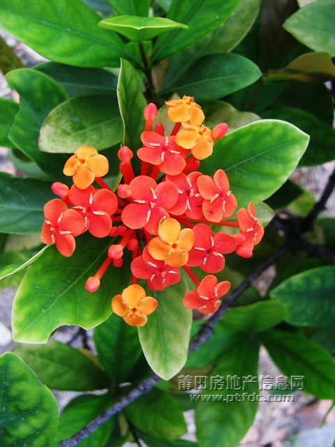 小红花 (1).jpg