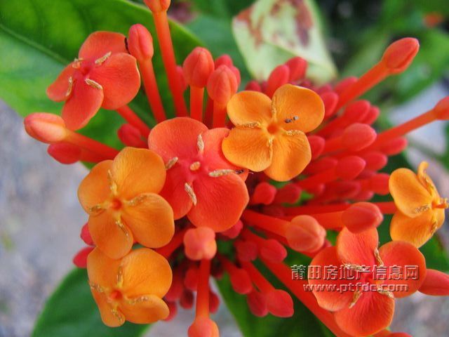 小红花 (6).jpg