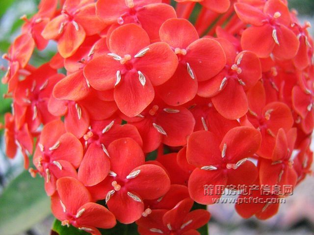 小红花 (5).jpg