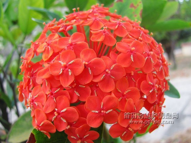 小红花 (4).jpg