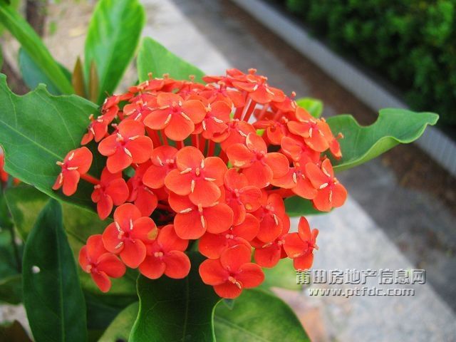小红花.jpg