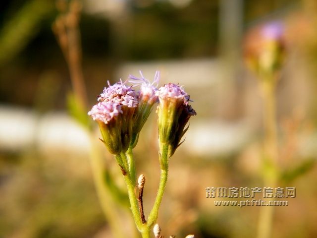 东圳水库妙摄5.jpg
