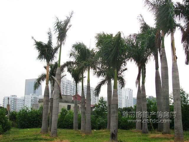 城东 (8).jpg