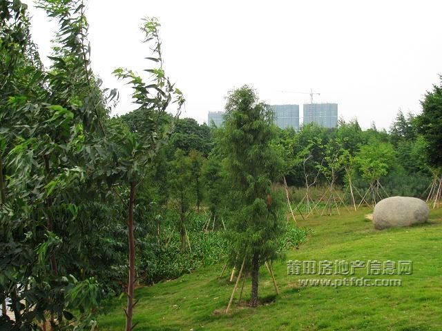 城东 (12).jpg