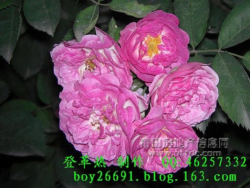 CIMG3518.JPG