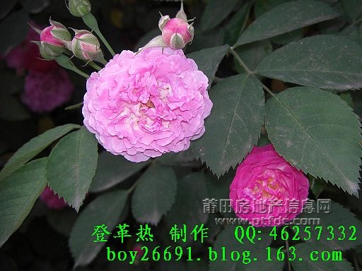 CIMG3586.JPG