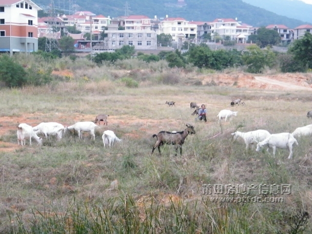 南湖天然草场8.jpg