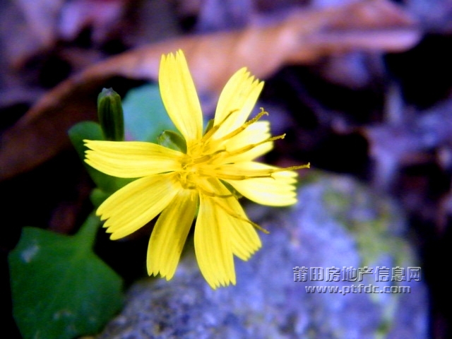 菜溪采风 (17).jpg
