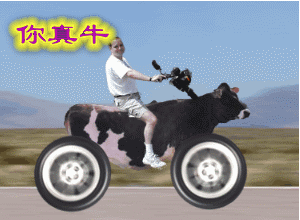 牛.gif