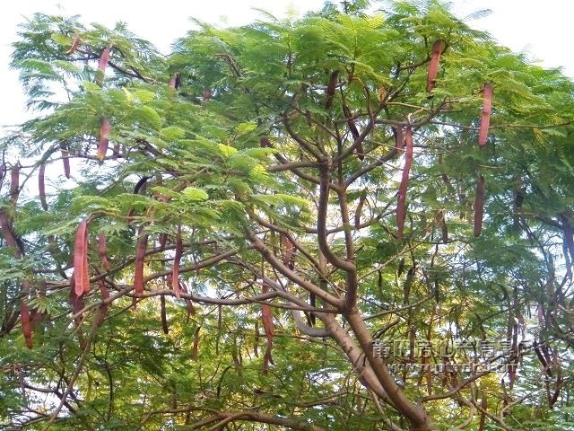 凤凰山水渠休闲幽径68.jpg