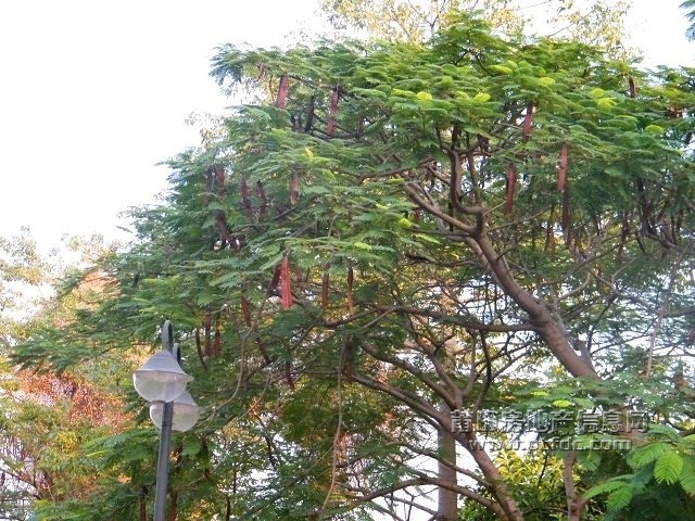 凤凰山水渠休闲幽径67.jpg