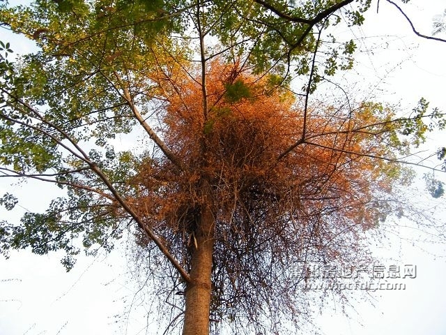 凤凰山水渠休闲幽径70.jpg