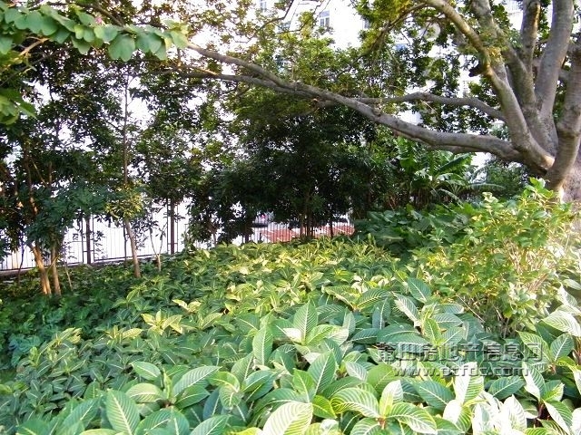 凤凰山水渠休闲幽径11.jpg