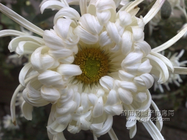 20091206888.jpg