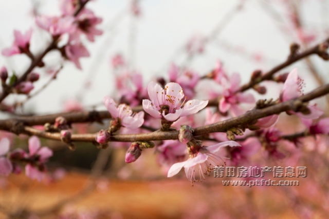桃花.jpg