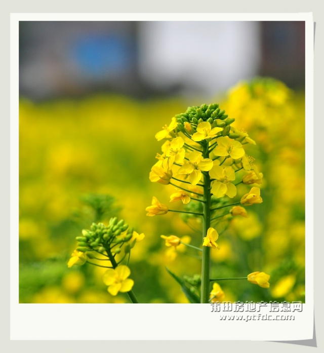 油菜花 (3).jpg