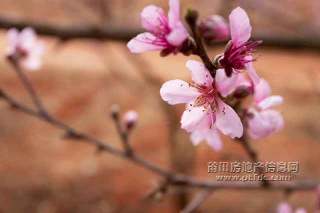 桃花 (4).jpg