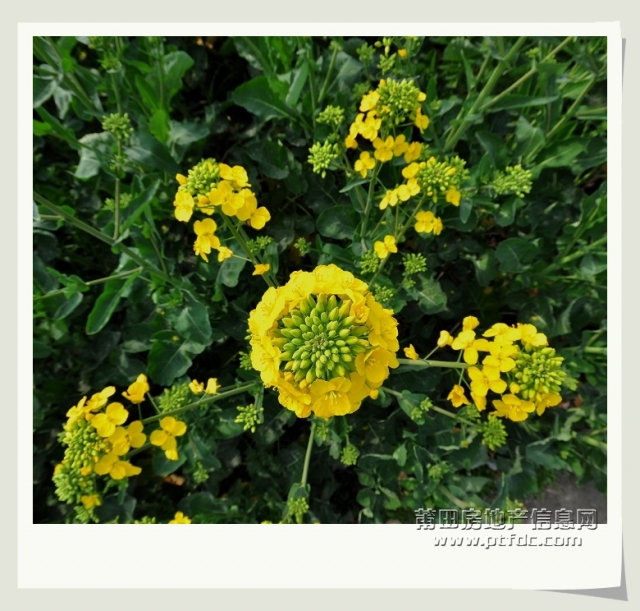 油菜花 (8).jpg