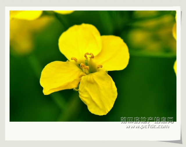 油菜花 (2).jpg