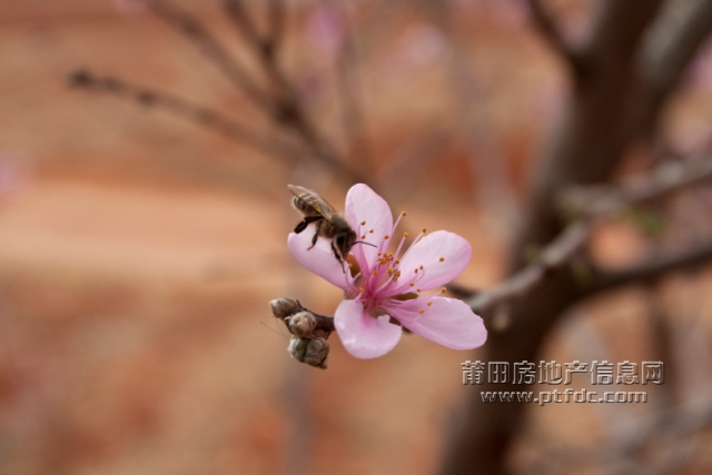 桃花 (6).jpg