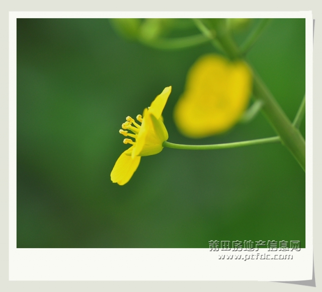 油菜花 (4).jpg