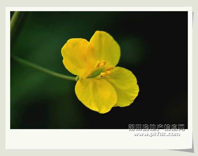 油菜花 (6).jpg