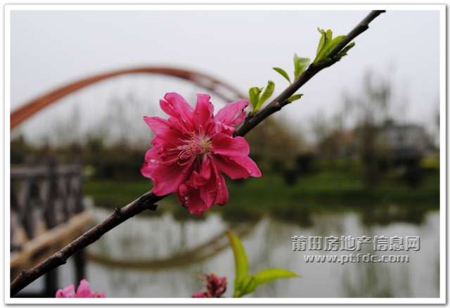 玉湖寻春 (15).jpg