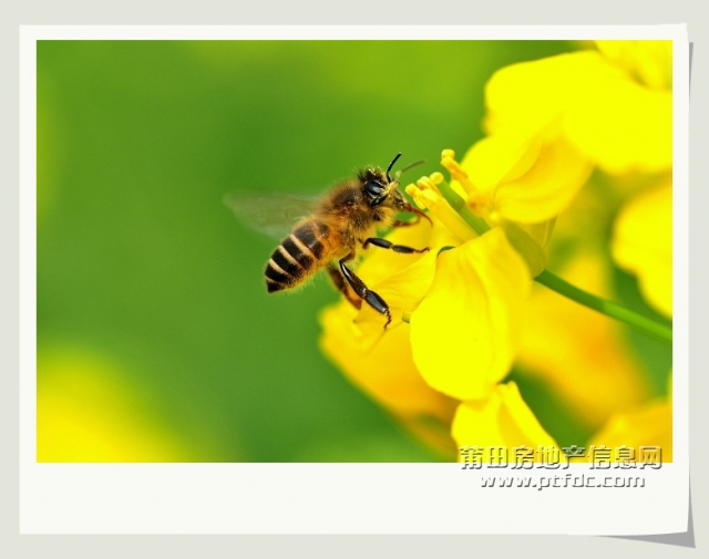 油菜花 (1).jpg