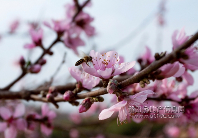 桃花 (7).jpg