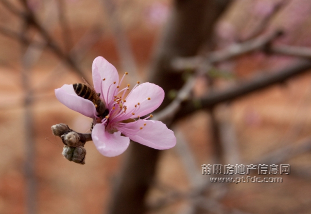 桃花 (5).jpg