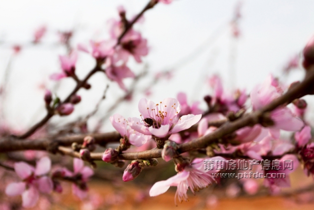 桃花 (8).jpg