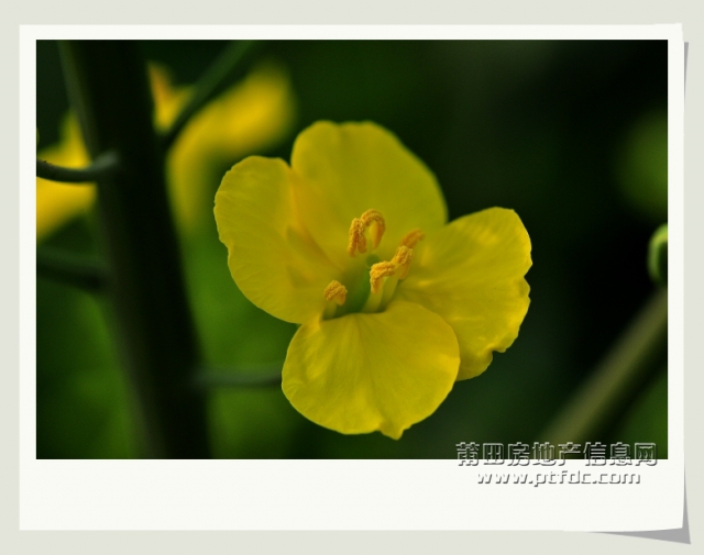 油菜花 (5).jpg