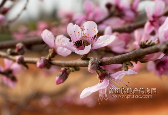 桃花 (1).jpg