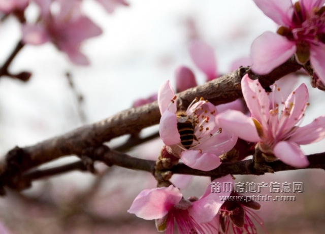 桃花 (3).jpg